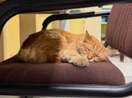 Siesta Time at SriKL Primary